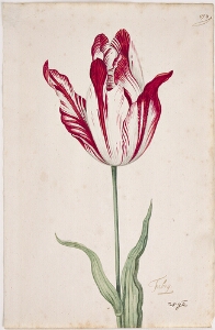 Great Tulip Book: Fabrij