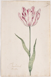 Great Tulip Book: Admirael Aertsen