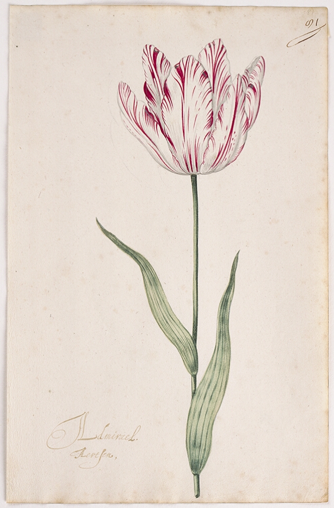 A detailed watercolor of a slightly open white tulip with subtle crimson (dark red) striations. In the lower left corner, an inscription of the tulip variety