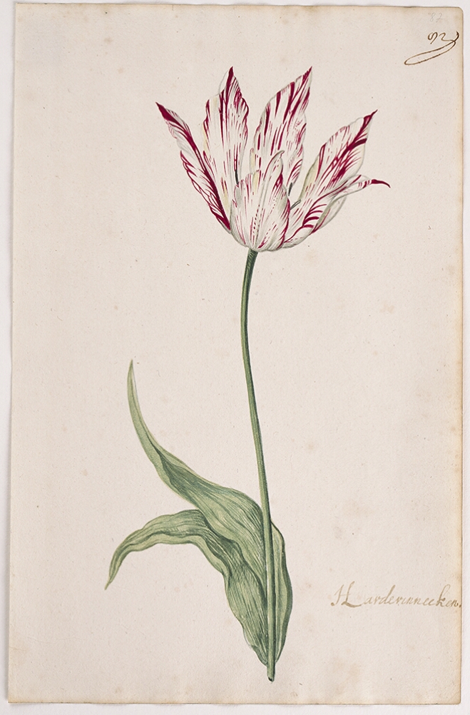 A detailed watercolor of an open white tulip with crimson (dark red) striations. In the lower right corner, an inscription of the tulip variety
