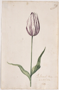 Great Tulip Book: Admirael Van Enckhuisen