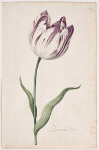 Great Tulip Book: Generael Otto