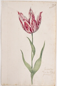 Great Tulip Book: Incarnadijn Van Qu'ackel Ghevlant