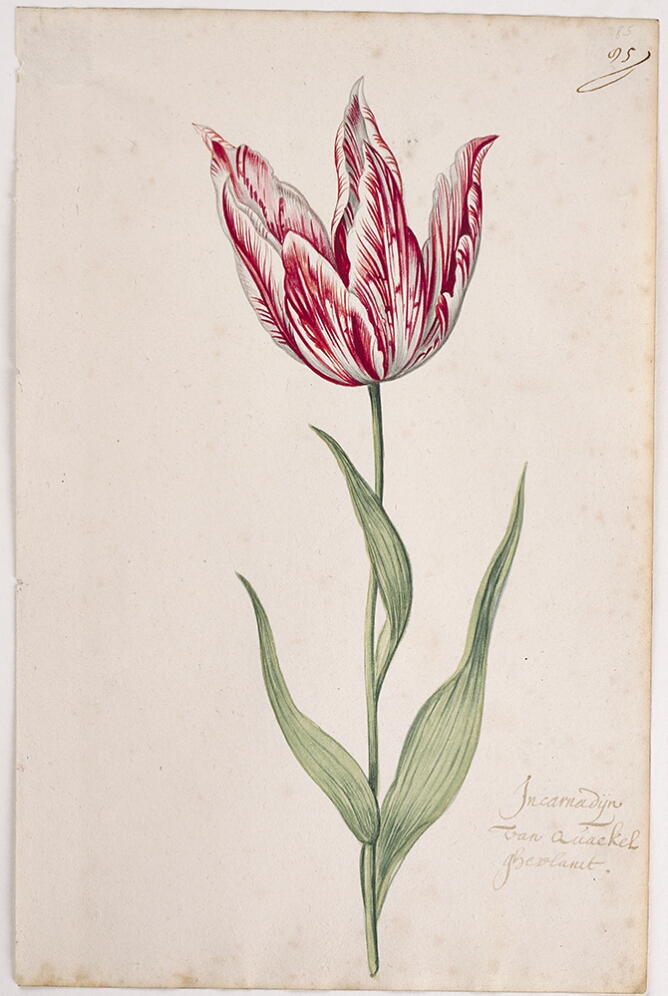 A detailed watercolor of a slightly open tulip with white and crimson (dark red) striations. In the lower right corner, an inscription of the tulip variety