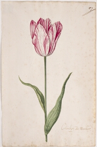 Great Tulip Book: Colembijm de Meester