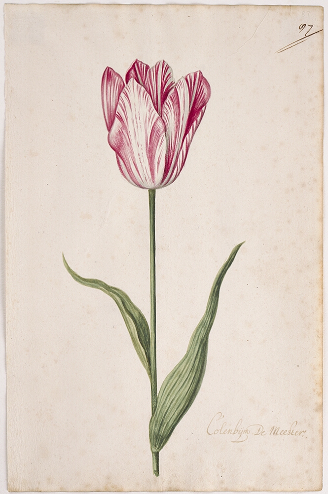 A detailed watercolor of a tulip with white and magenta (dark pink) striations. In the lower right corner, an inscription of the tulip variety
