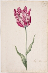 Great Tulip Book: Scipion Africanus