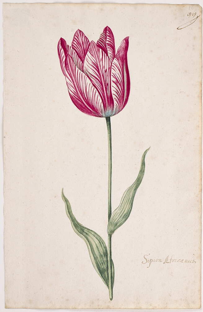 A detailed watercolor of a tulip with white and magenta (dark pink) striations. In the lower right corner, an inscription of the tulip variety