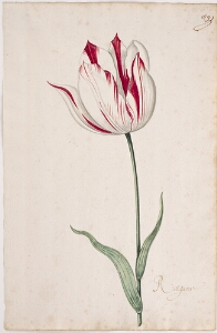 Great Tulip Book: Rotgans