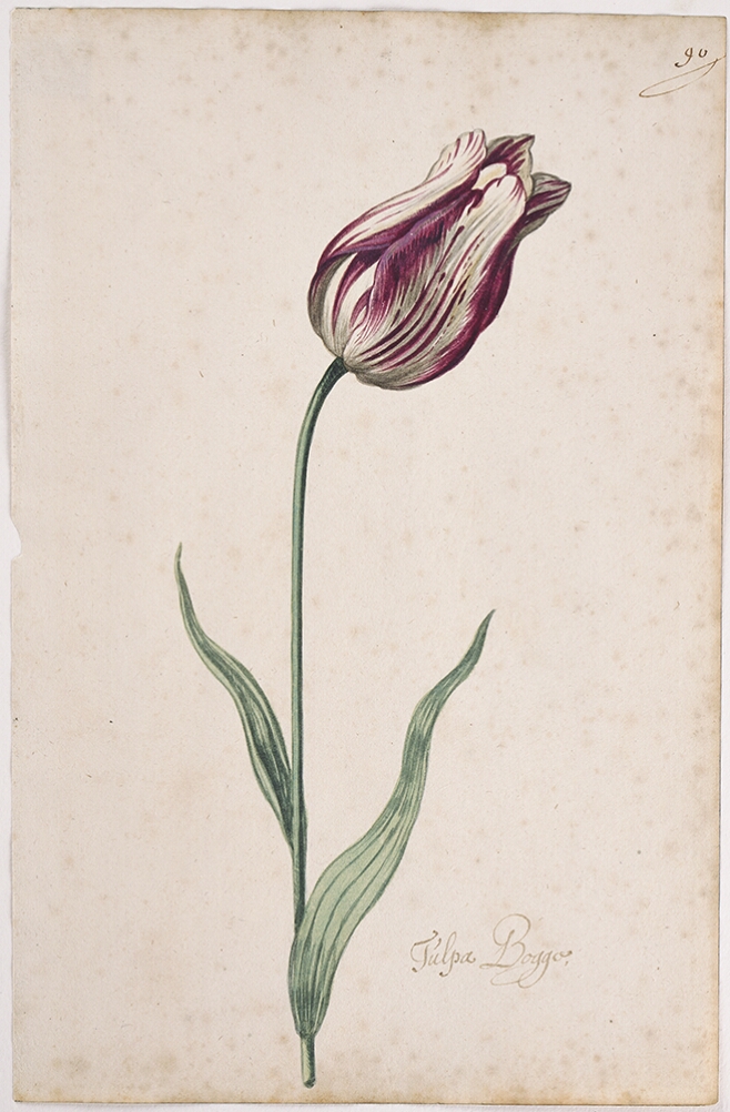A detailed watercolor of a closed white tulip with purple striations. In the lower right corner, an inscription of the tulip variety