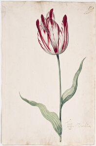 Great Tulip Book: Tulpa Verduin