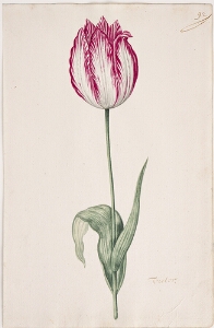 Great Tulip Book: Victor