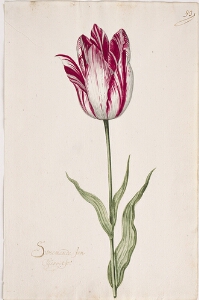Great Tulip Book: Sweemende Jan Gerritse