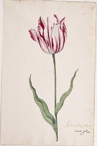 Great Tulip Book: Admirael Liefkens
