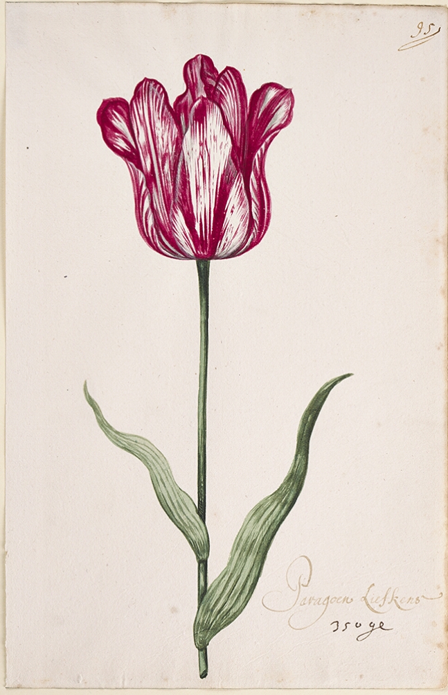 A detailed watercolor of a tulip with magenta (dark pink) and white striations. In the lower right corner, an inscription of the tulip variety