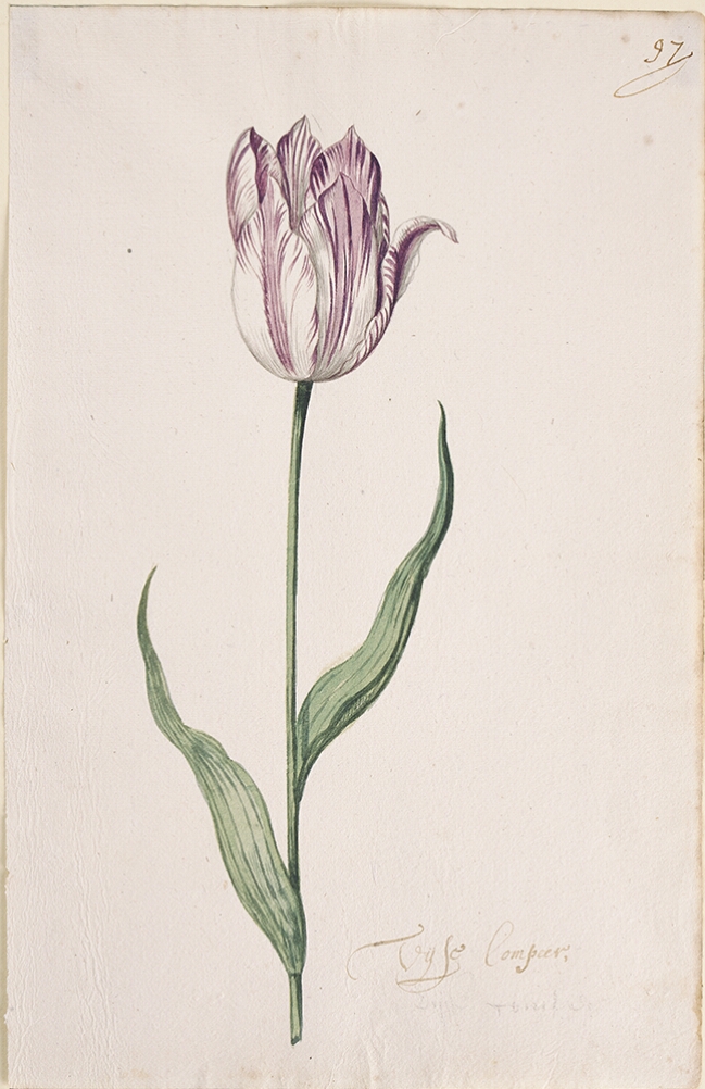 A detailed watercolor of a white tulip with purple striations, with a petal beginning to unfurl. In the lower right corner, an inscription of the tulip variety