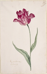 Great Tulip Book: Kamelot Van Echmont
