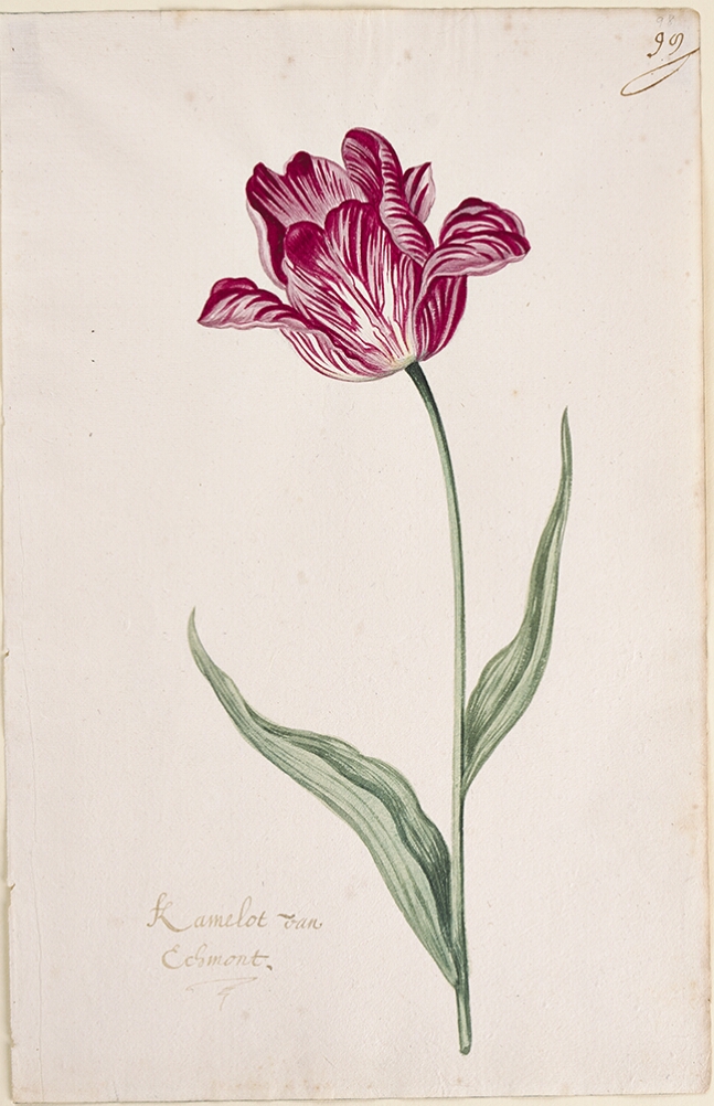 A detailed watercolor of a tulip with white and magenta (dark pink) striations, with petals unfurling. In the lower left corner, an inscription of the tulip variety