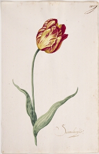 Great Tulip Book: Sammalavijk