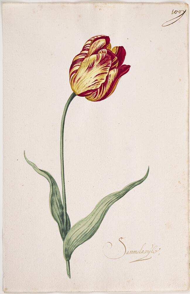 A detailed watercolor of a yellow tulip with crimson (dark red) striations. In the lower right corner, an inscription of the tulip variety