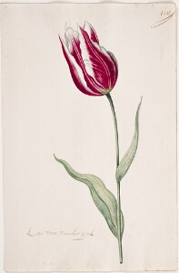 Great Tulip Book: Lac Van Vander Poel