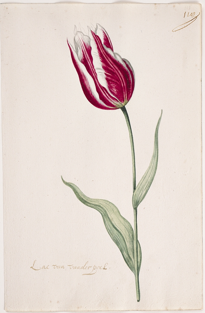 A detailed watercolor of a closed magenta (dark pink) tulip with white edges. In the lower left corner, an inscription of the tulip variety