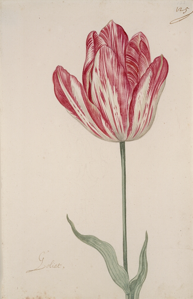 A detailed watercolor of a white tulip with crimson (dark red) striations. In the lower left corner, an inscription of the tulip variety