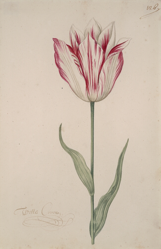 A detailed watercolor of a white tulip with magenta (dark pink) striations. In the lower left corner, an inscription of the tulip variety