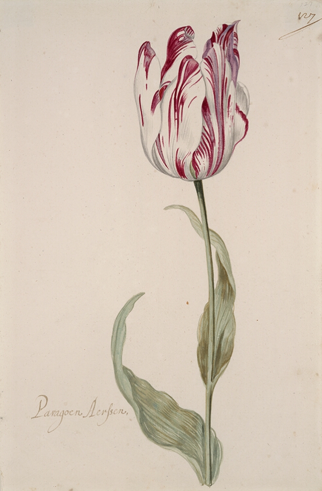 A detailed watercolor of a white tulip with burgundy (dark reddish-purple) striations. In the lower left corner, an inscription of the tulip variety