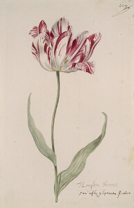 Great Tulip Book: Morghen Sterre
