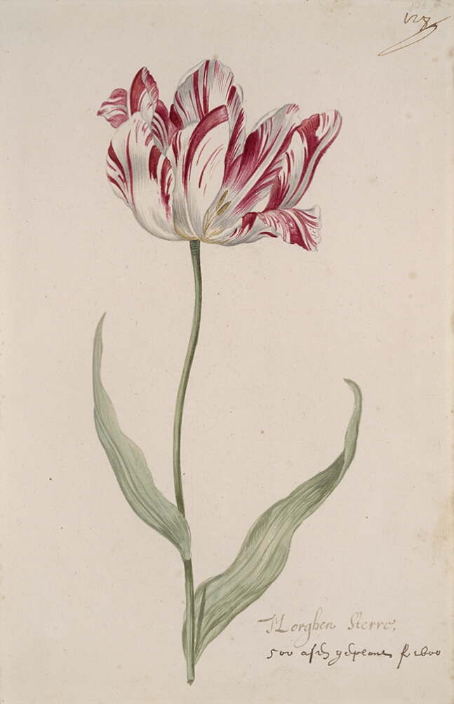 A detailed watercolor of an opening white tulip with burgundy (dark reddish-purple) striations. In the lower right corner, an inscription of the tulip variety