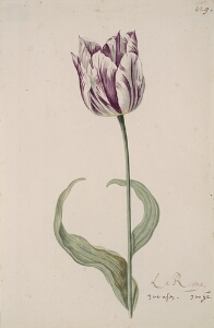 Great Tulip Book: La Reijne (la Reine)