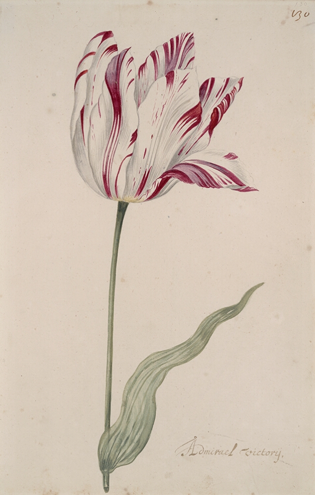 A detailed watercolor of a white tulip with burgundy (dark reddish-purple) striations, with a petal unfurling. In the lower right corner, an inscription of the tulip variety