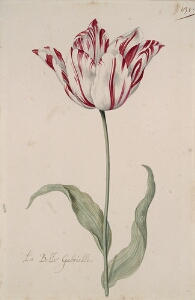 Great Tulip Book: La Belle Gabrielle