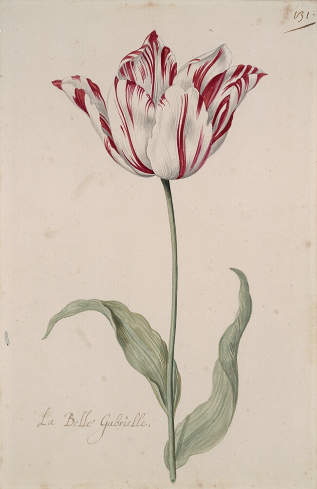 A detailed watercolor of an opening white tulip with crimson (dark red) striations. In the lower left corner, an inscription of the tulip variety