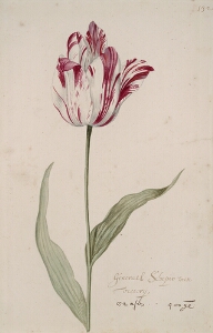 Great Tulip Book: Generael Schipio Van Victorij