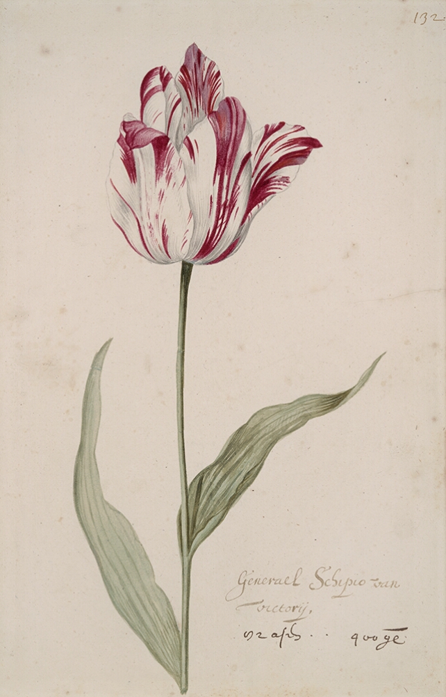 A detailed watercolor of a white tulip with crimson (dark red) striations, with petals unfurling. In the lower right corner, an inscription of the tulip variety