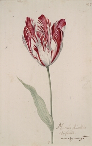 Great Tulip Book: Marcus Aurellius Augustus