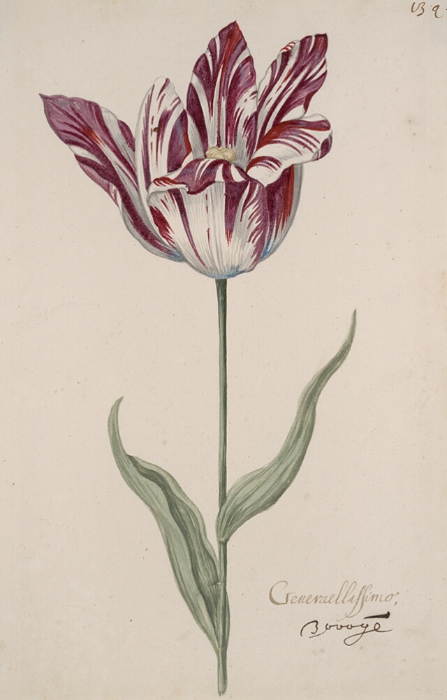 A detailed watercolor of an opening white tulip with purple striations. In the lower right corner, an inscription of the tulip variety