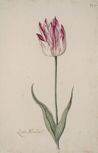 Great Tulip Book: Laeton Blienburch