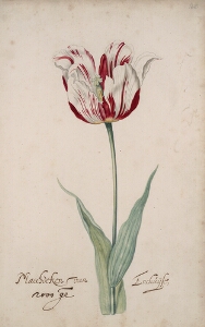 Great Tulip Book: Maechdecken Van Enchuijse