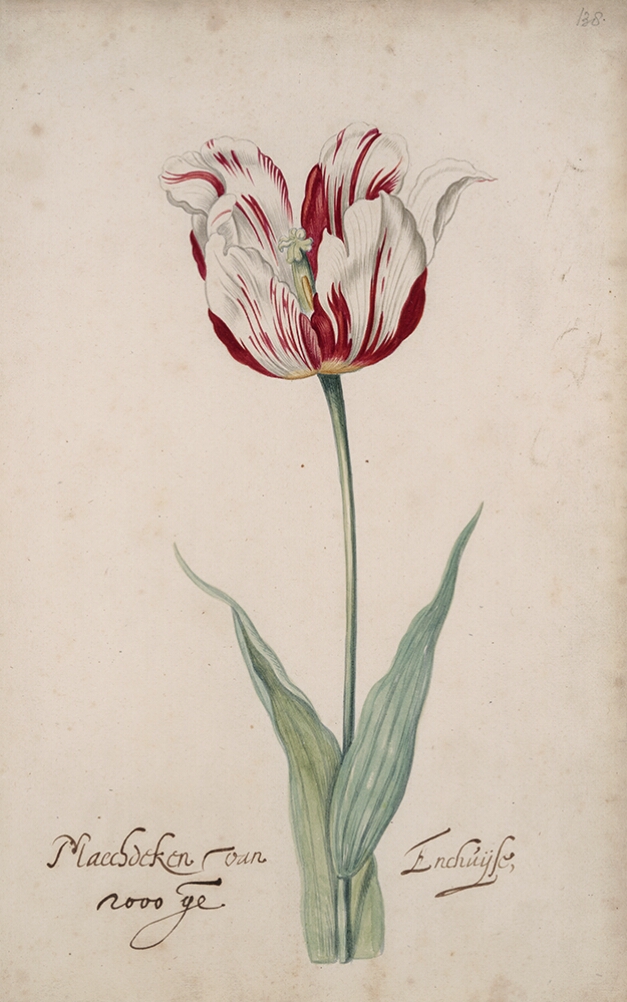 A detailed watercolor of an open white tulip with crimson (dark red) striations. At the bottom, an inscription of the tulip variety