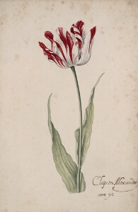 Great Tulip Book: Cleynen Alexander