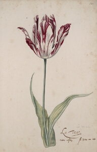 Great Tulip Book: La Vove (la Veuve)