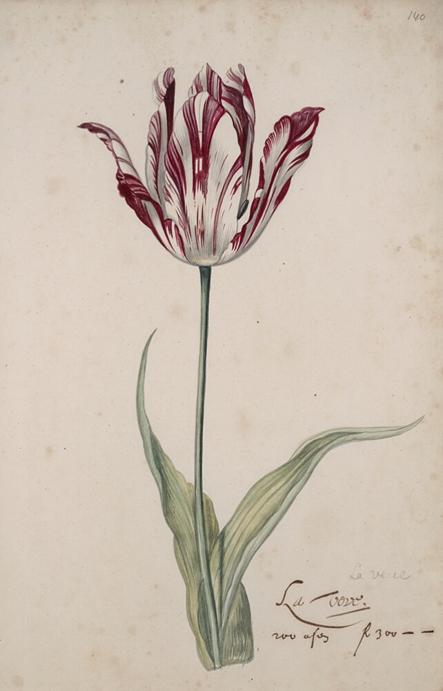 A detailed watercolor of a slightly open white tulip with burgundy (dark reddish-purple) striations. In the lower right corner, an inscription of the tulip variety