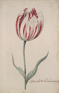 Great Tulip Book: Admirael Van Constantinopolen