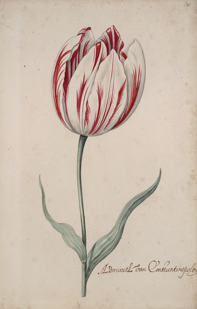 A detailed watercolor of a closed white tulip with crimson (dark red) striations. In the lower right corner, an inscription of the tulip variety