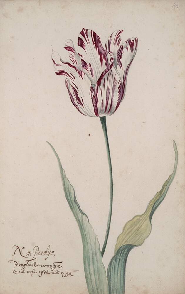 A detailed watercolor of a white tulip with purple striations. In the lower left corner, an inscription of the tulip variety