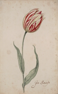 Great Tulip Book: Jan Simonse