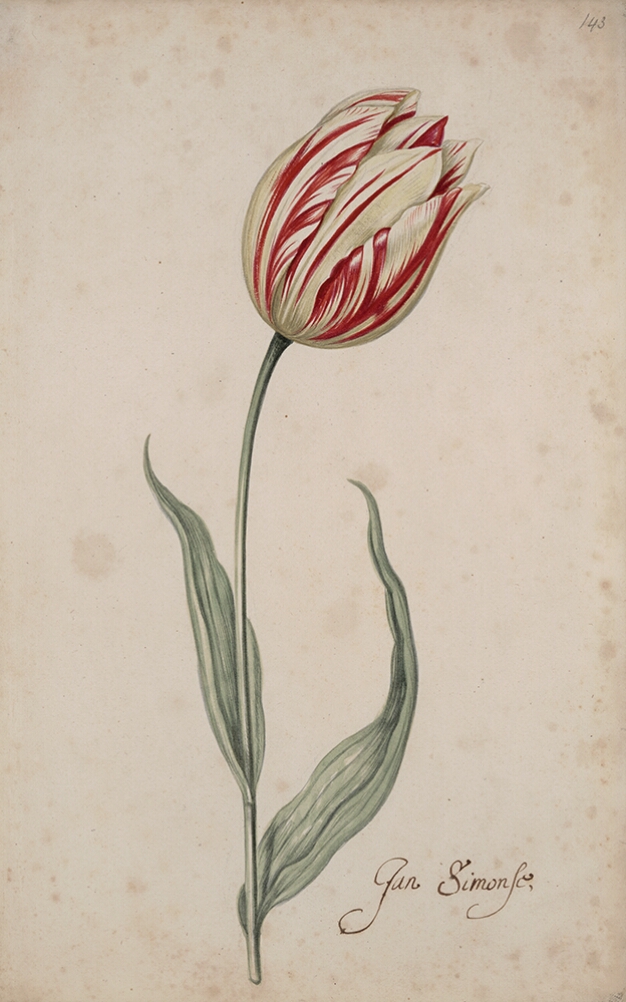 A detailed watercolor of a closed, pale yellow tulip with crimson (dark red) striations. In the lower right corner, an inscription of the tulip variety